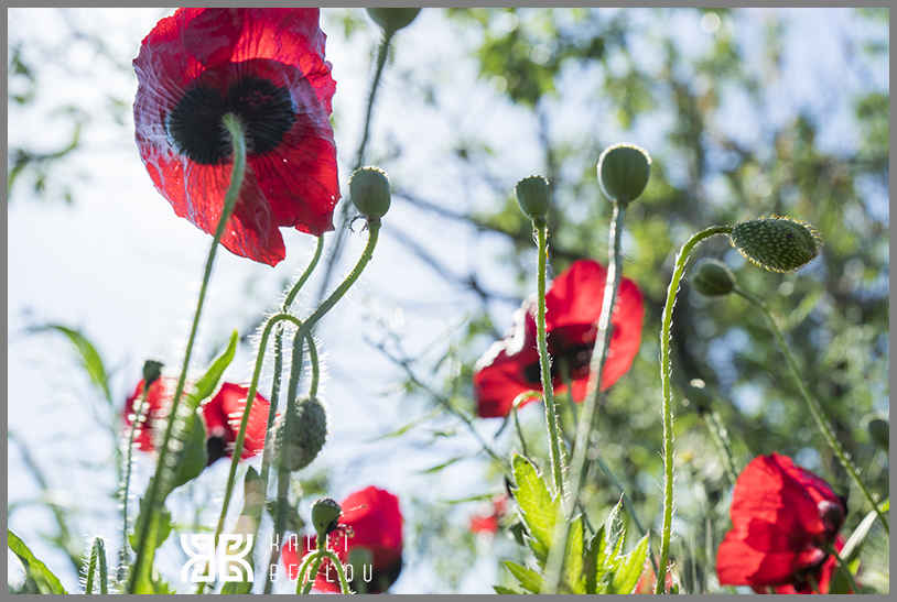 � Kalli Bellou / www.kallibellou.com